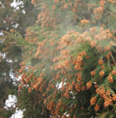 花粉症